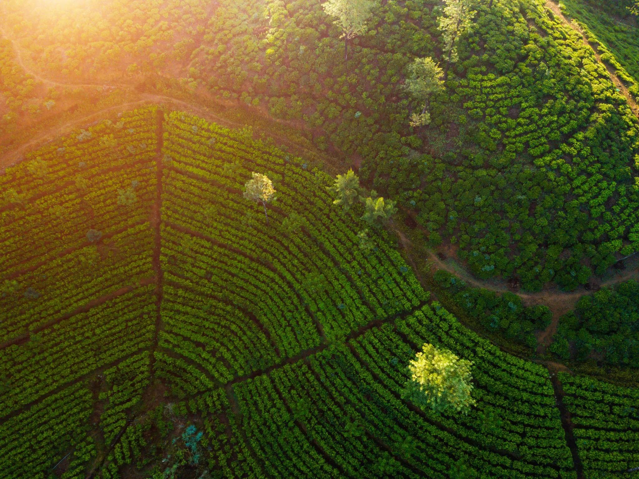 Best of Sri Lanka Experience photo 2